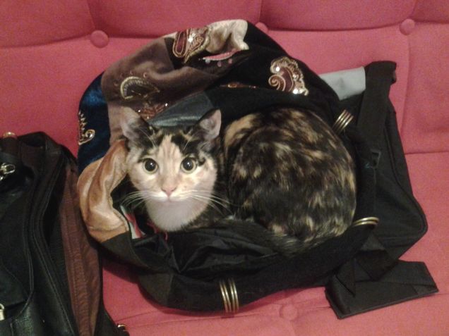 Non dire gatto se non ce l'hai nel sacco!