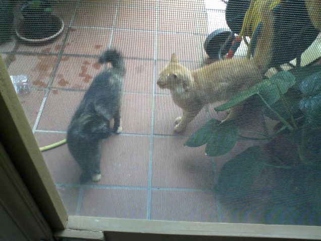 i  miei   cuccioli  Miele  e  Scintilla