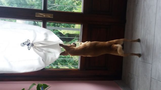 Aspettando il padrone