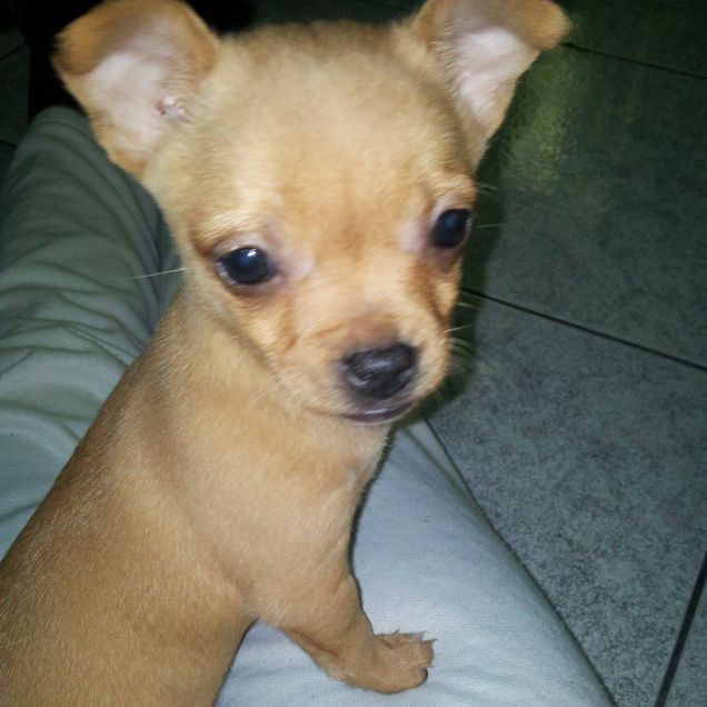 Nina piccina piccina