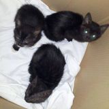 Gattini neri da adottare