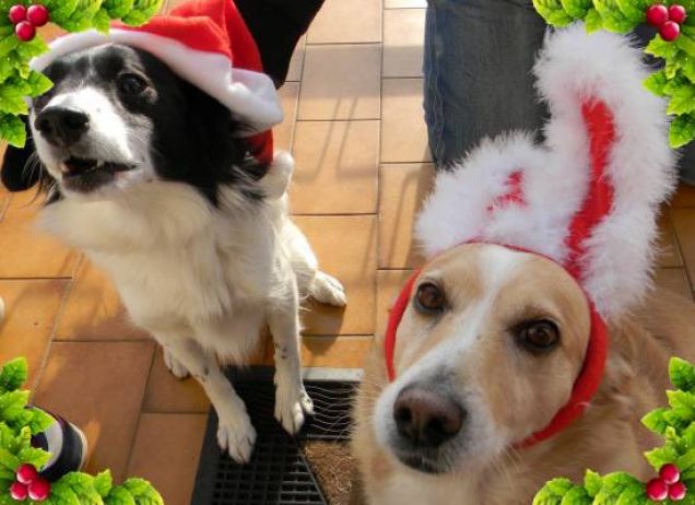 Buone Feste da Joy e Jaka