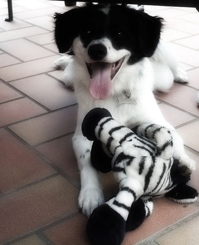 con la mia amica zebra