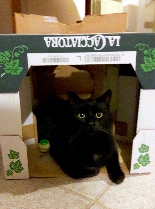 Hai visto che bello il mio castello!