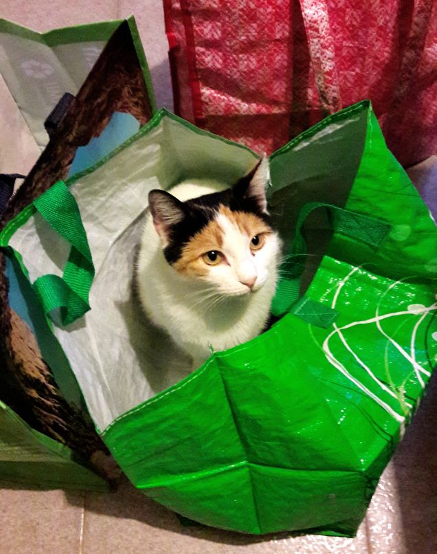 Nelle borse della spesa