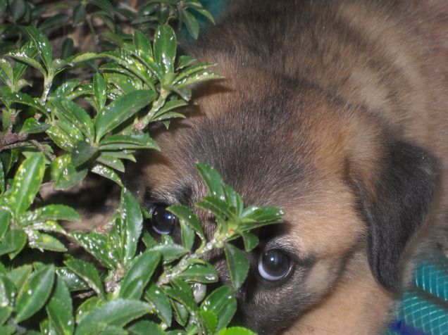 Ciak : il mio amico giocherellone