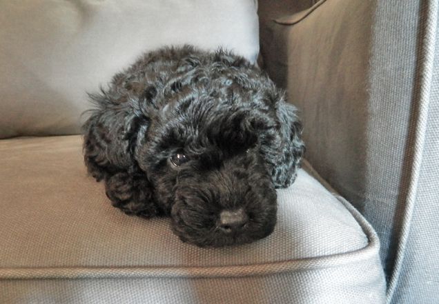 Benvenuta a casa dolce Lilly