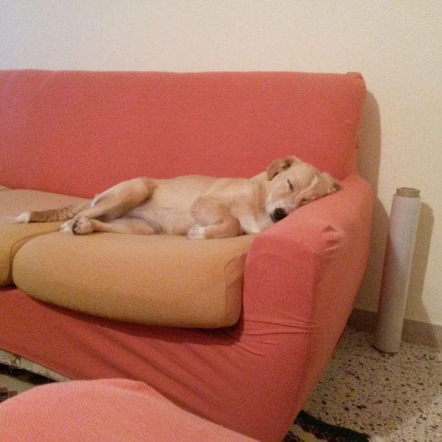 Cucciolo fa la nanna