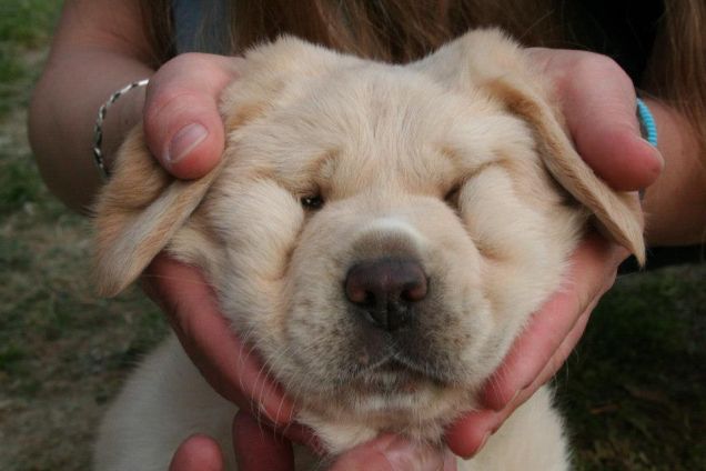 Non sembra un labrador vero?
