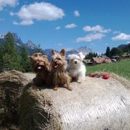 le mie cucciole