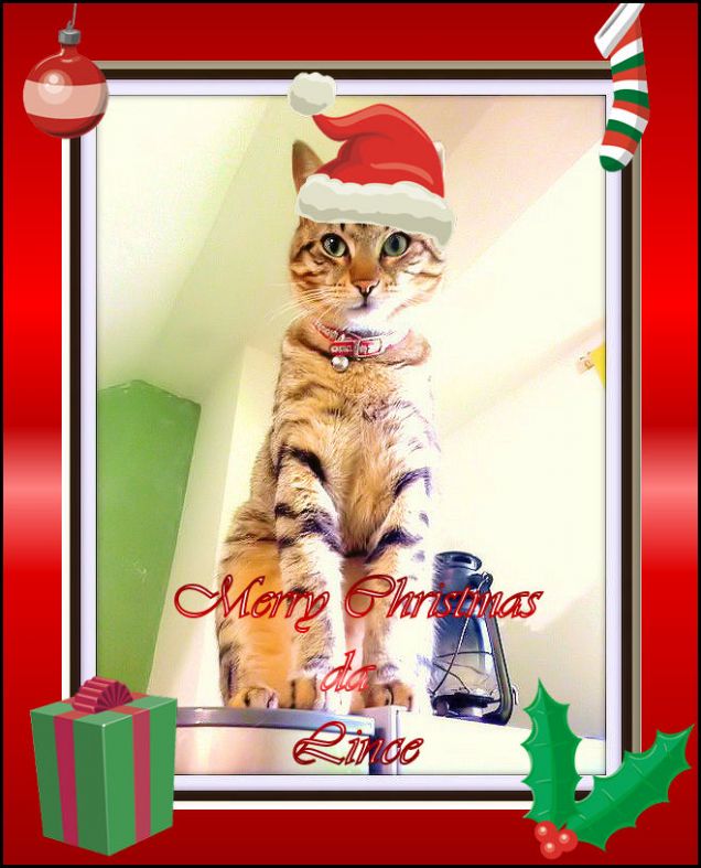 Lince in versione Natalizia!