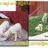 cuccioli di pastore abruzzese in adozione