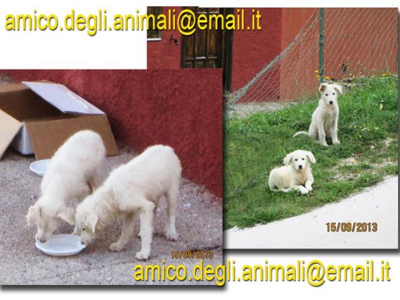 cuccioli di pastore abruzzese in adozione
