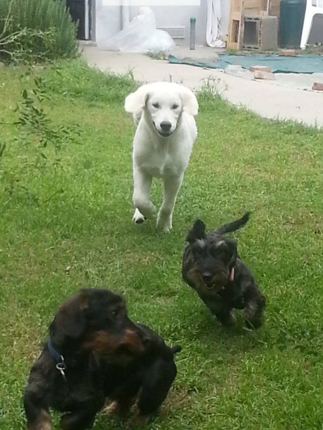 Via a zampe levateeee