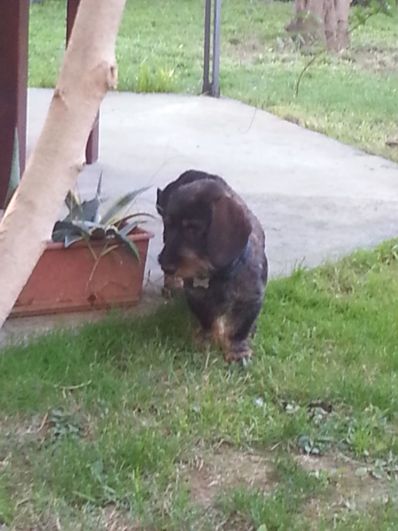 Bassotto pelo duro cerca anima gemella