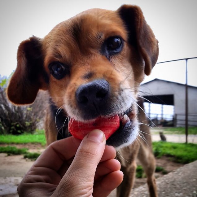 popotus e i suoi biscottini preferiti