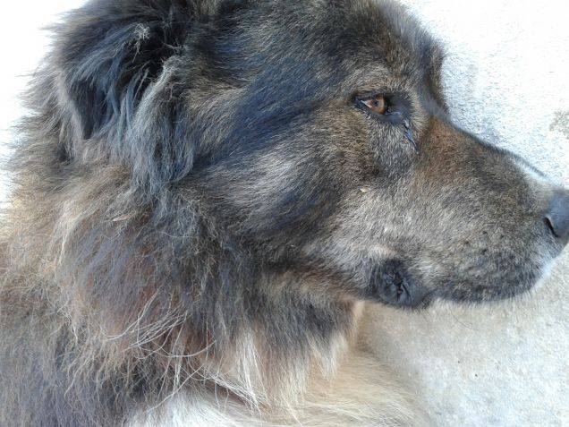 sono il re del mio giardino 