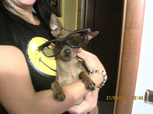 Il mio cane è veramente trendy :D