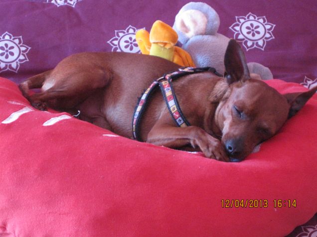 Il mio piccolo ribelle
