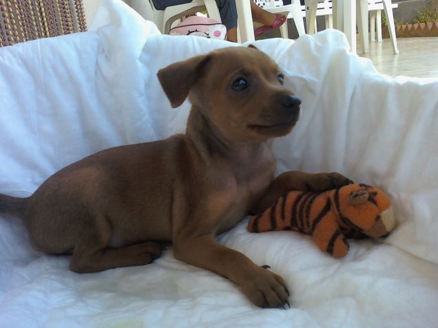 Il mio piccolo fratellino