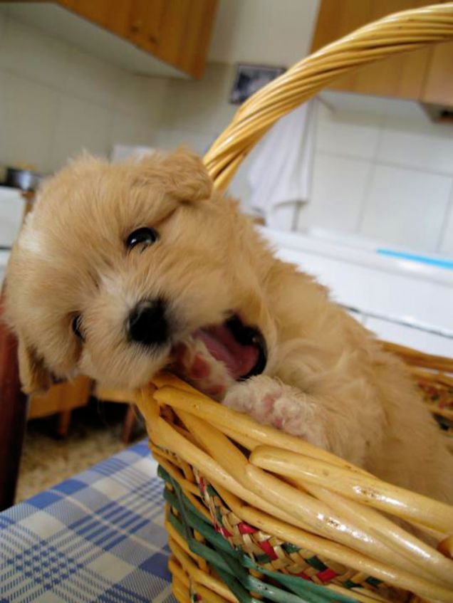 Nel cestino delle uova