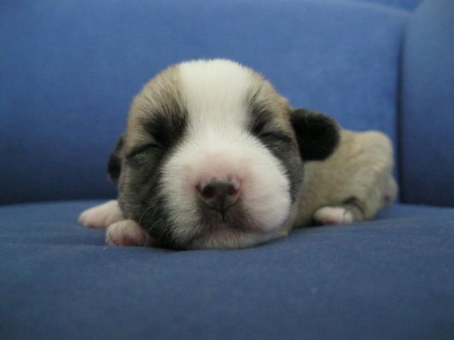 La mia piccola puppy