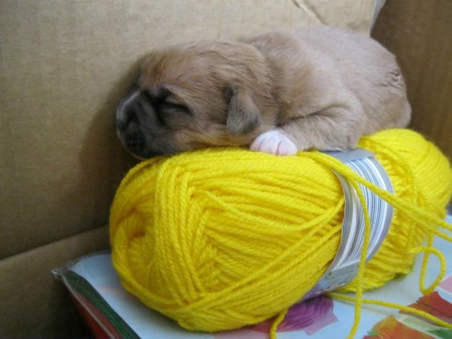 Questo gomitolo è proprio comodo