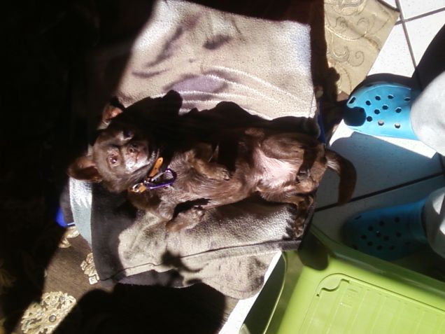 sonnecchiare allegramente