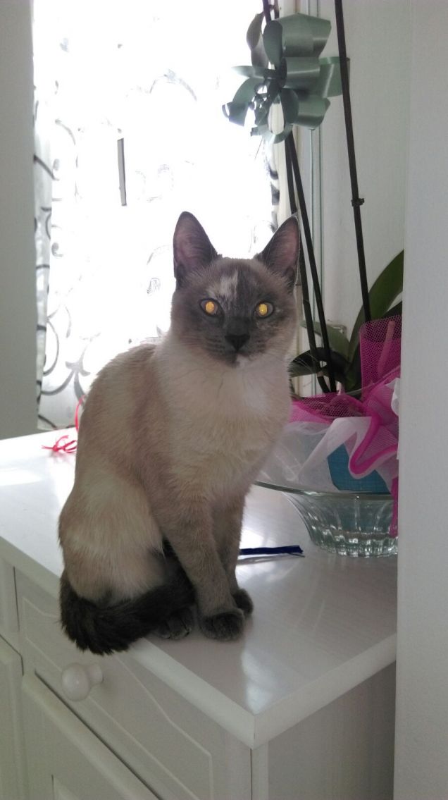 L'assistente in cucina!