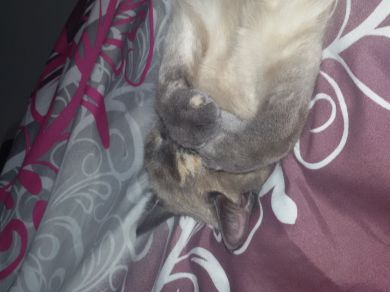 Lily