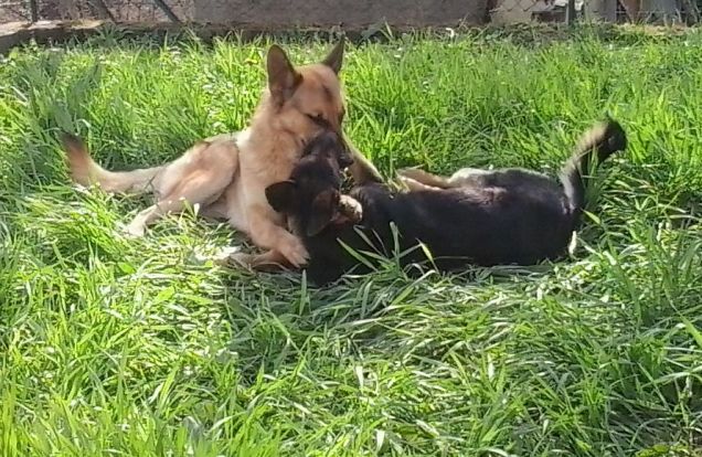 Black e Layla.... amici sinceri