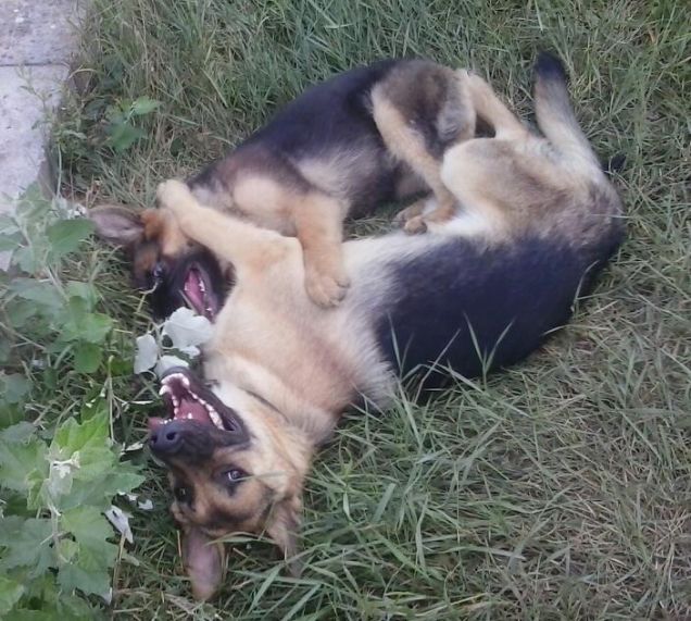 il fratellone e la sorellina