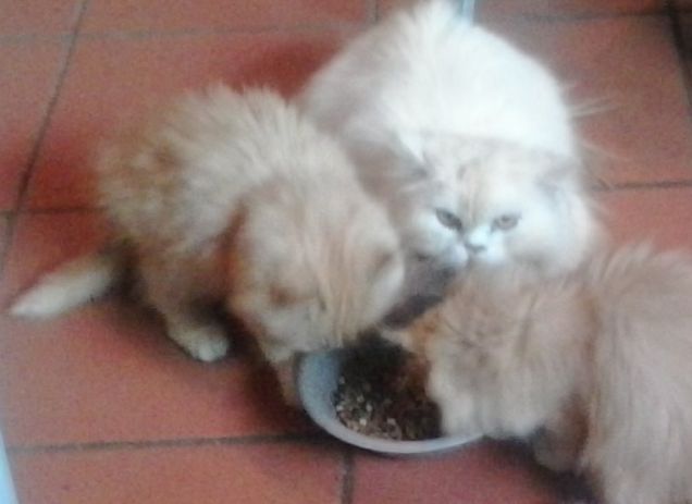 pasto in famiglia con gourmet