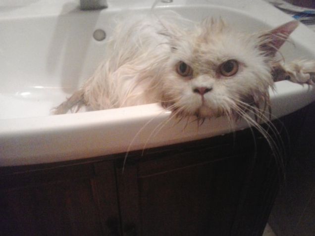 White e il bagnetto domenicale