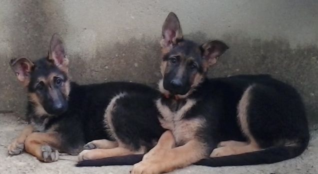 le mie gemelline tanti mesi fà....