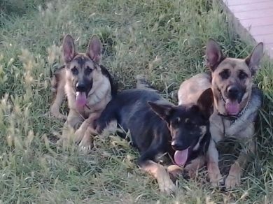 BLACK, LAYLA e MAYA