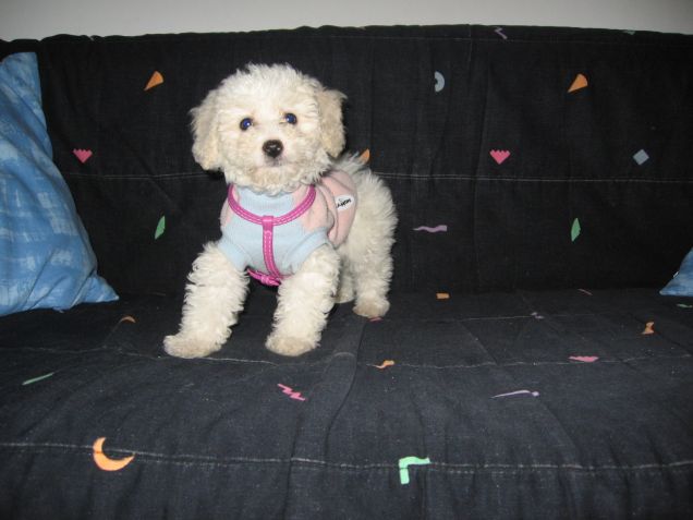 Elisabeth Taylor ( Liz)