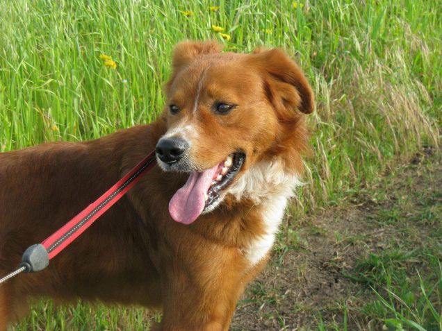 Igor il gogo in mezzo al verde