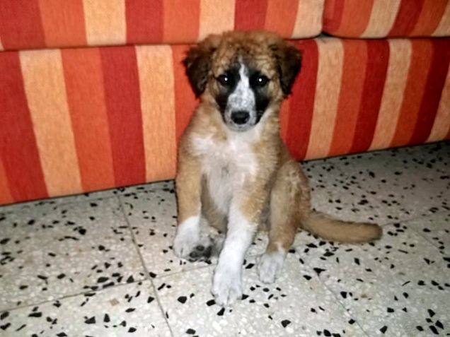 Lei è Balù quando l'ho trovata