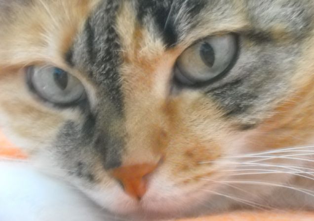 Stella, la mia bellissima bimba peluta