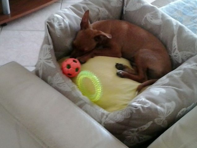 Lillo dorme tranquillo nella sua cuccia tra i suoi giochini