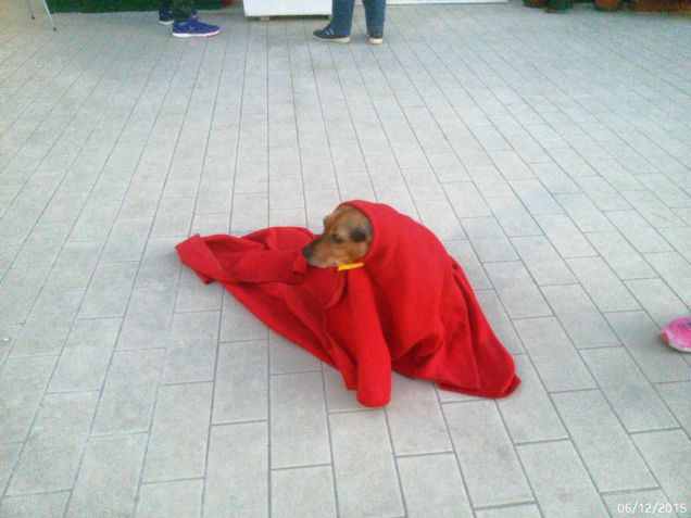 Gilda superdog o befana :-)