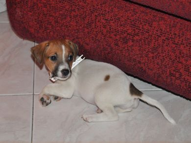 Penny Waitingfor Pascucci