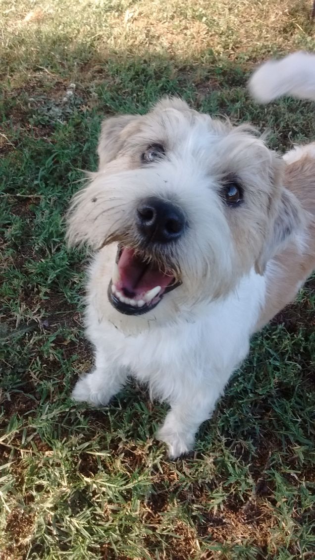 Meravigliosa creautura