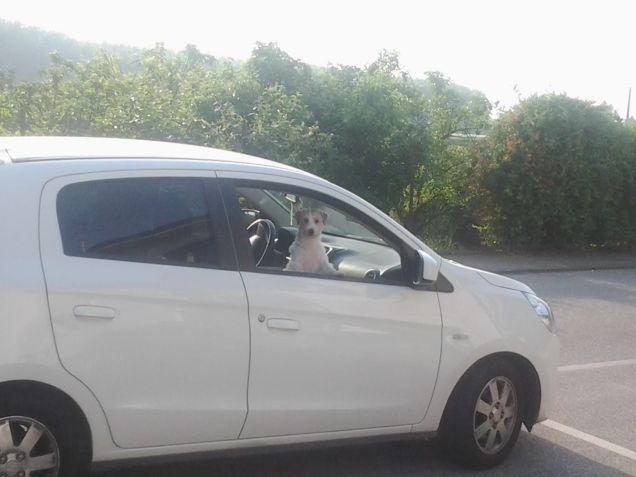 Perchè io non guido da cani