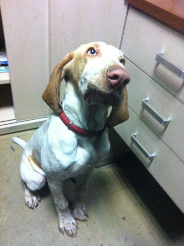 Me lo dai un biscottino?