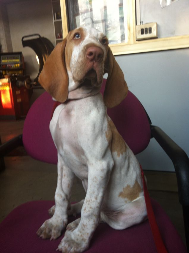 pronta a volare giù dalla sedia....