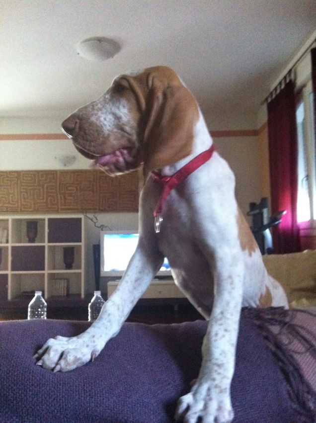 Occhio che salto dal divano!!!!!!!