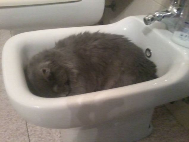 mordicchio buona notte