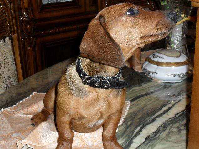 THOR UN CANE DA PRIMA CLASSE!!!!